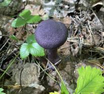 Паутинник фиолетовый