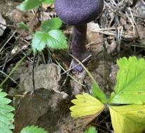 Паутинник фиолетовый