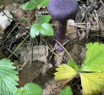 Паутинник фиолетовый