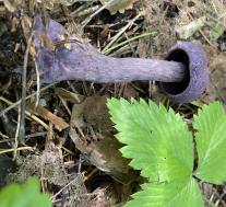 Паутинник фиолетовый