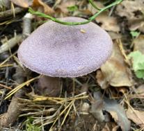 Паутинник фиолетовый