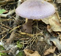 Паутинник фиолетовый