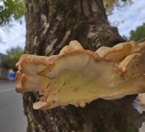 Laetiporus sulphureus