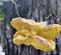 Laetiporus sulphureus
