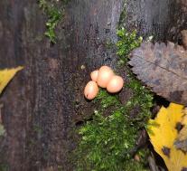 Ликогала древесинная