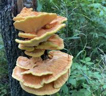 Laetiporus sulphureus