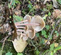 Collybiopsis confluens