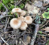 Collybiopsis confluens