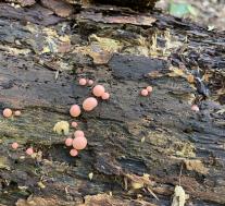 Ликогала древесинная