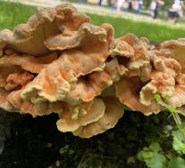 Laetiporus sulphureus