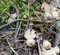 Collybiopsis confluens