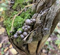 Ликогала древесинная