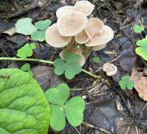 Collybiopsis confluens