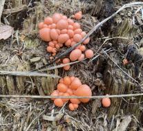 Ликогала древесинная