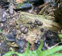 Ликогала древесинная