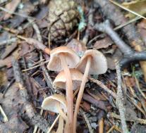 Collybiopsis confluens