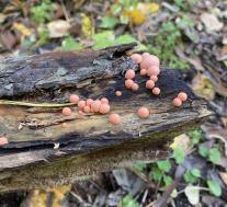 Ликогала древесинная