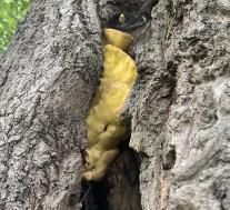 Laetiporus sulphureus