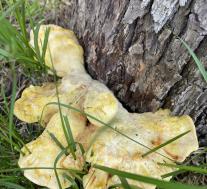 Laetiporus sulphureus