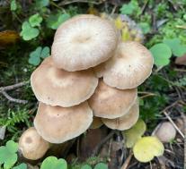 Collybiopsis confluens