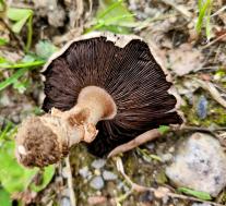 Шампиньон двухкольцевой