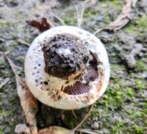 Шампиньон двухкольцевой