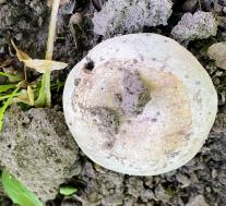 Шампиньон двухкольцевой