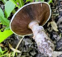 Шампиньон двухкольцевой