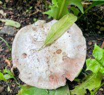 Шампиньон двухкольцевой