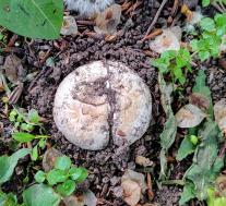 Шампиньон двухкольцевой