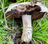 Шампиньон двухкольцевой