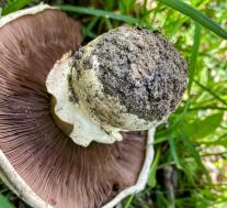 Шампиньон двухкольцевой