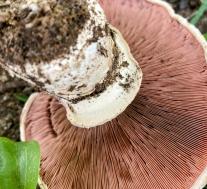 Шампиньон двухкольцевой