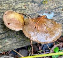 Вешенка осенняя