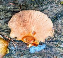 Вешенка осенняя