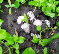 Мутинус Равенеля