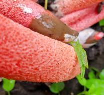 Мутинус Равенеля