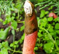 Мутинус Равенеля