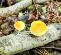 Цистодерма зернистая