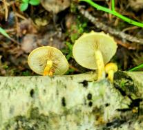 Цистодерма зернистая