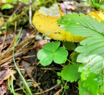 Сыроежка желтая