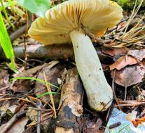 Сыроежка желтая