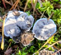 Феллодон черный