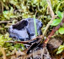 Феллодон черный