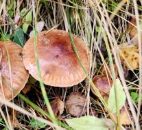 Tricholoma fulvum