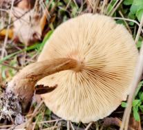 Tricholoma fulvum