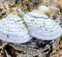 Трутовик настоящий