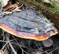 Трутовик окаймленный