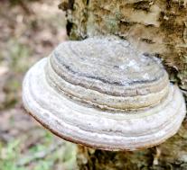 Трутовик настоящий