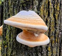 Трутовик настоящий